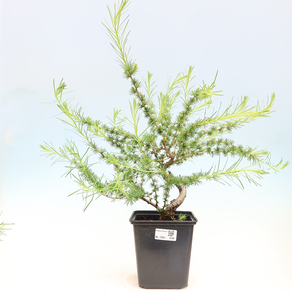 Outdoor bonsai -Larix decidua - Larch
