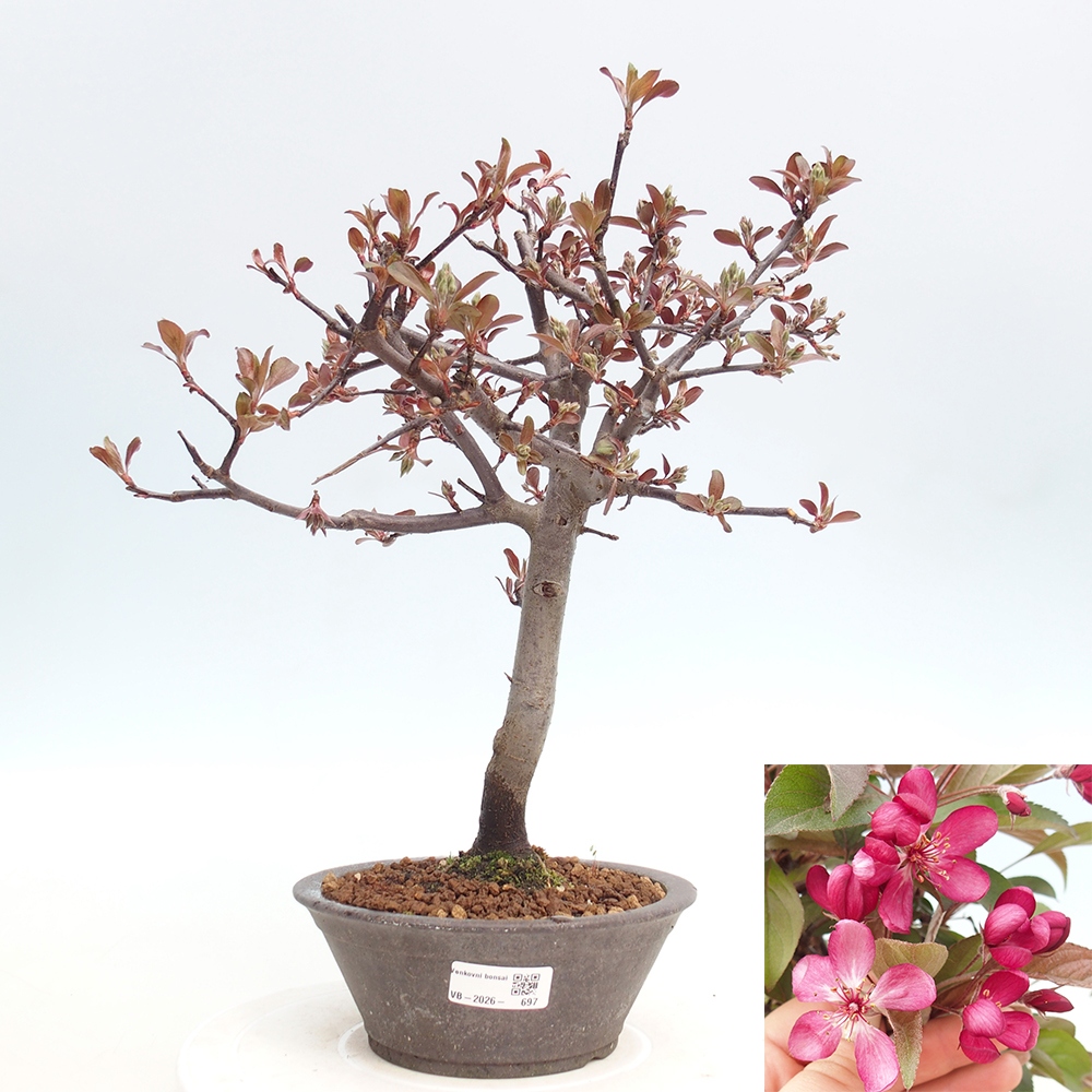 Outdoor bonsai -Malus domestica - Small-fruited red-leaved apple tree