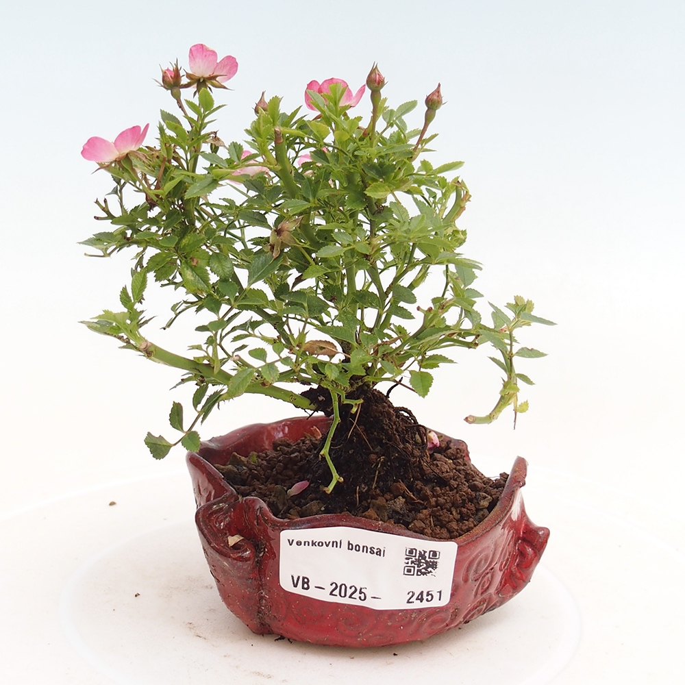Outdoor bonsai - Rosa Cutie Pie - Roses