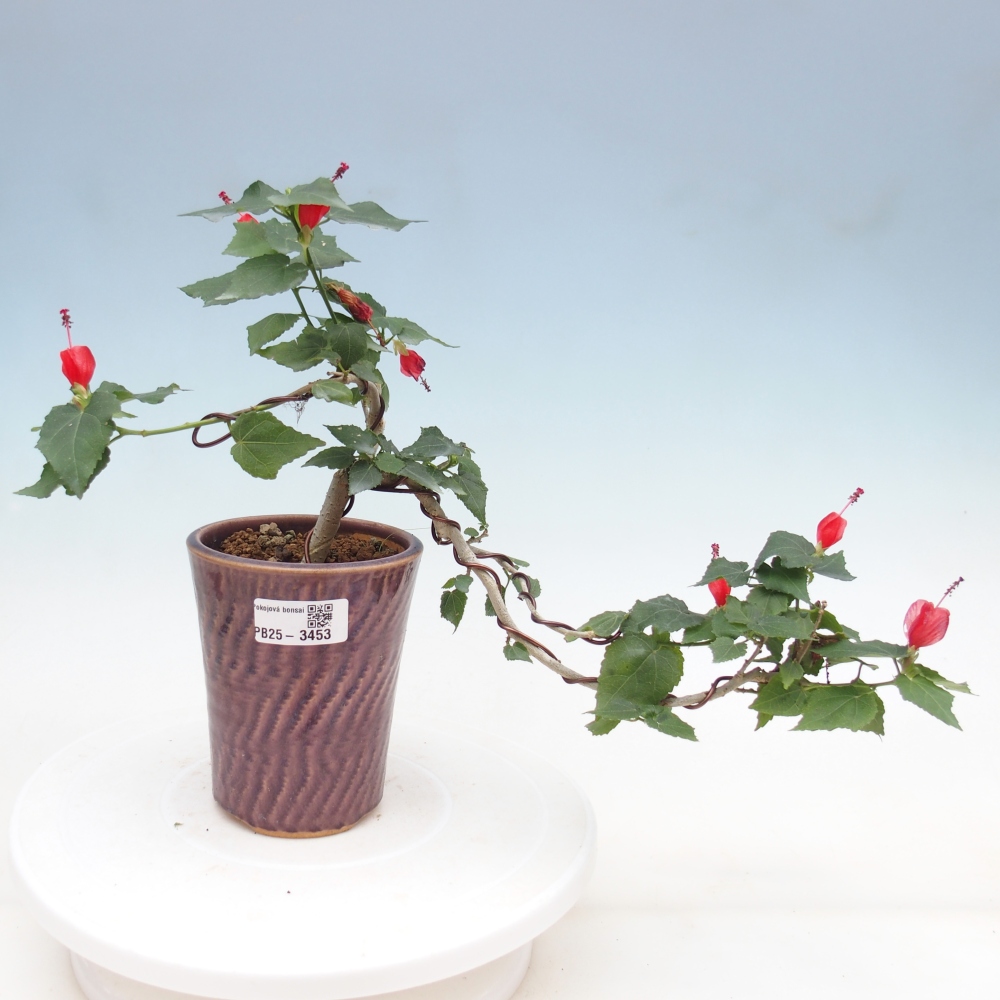 Indoor bonsai - Malvaviscus arboreus