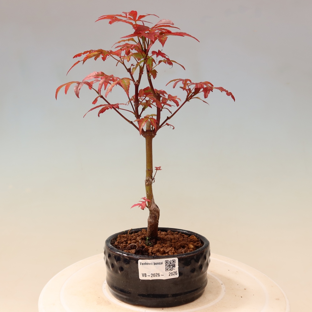 Outdoor bonsai - Acer palm. Atropurpureum-Javor palmate