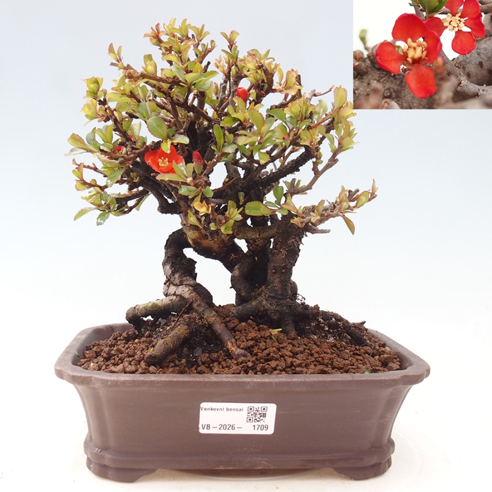 Outdoor bonsai - Chaneomeles speciosa - Quince