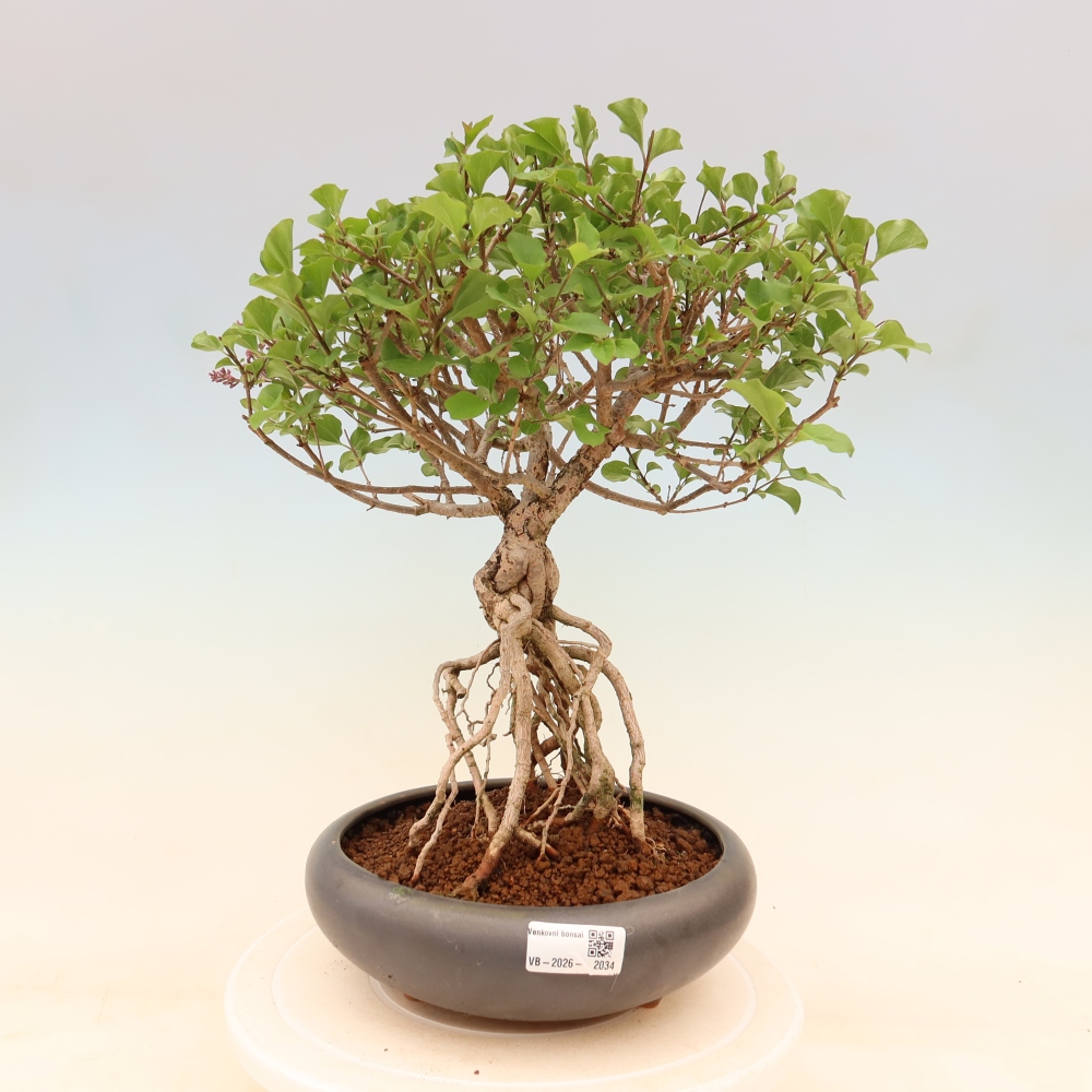 Outdoor bonsai - Syringa microphylla - small-flowered lilac