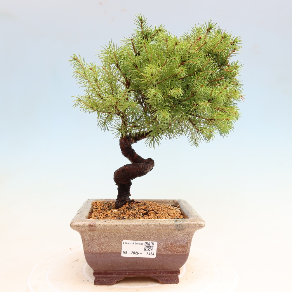 Outdoor Bonsai - Blue Spruce - Picea glauca 'Globe'