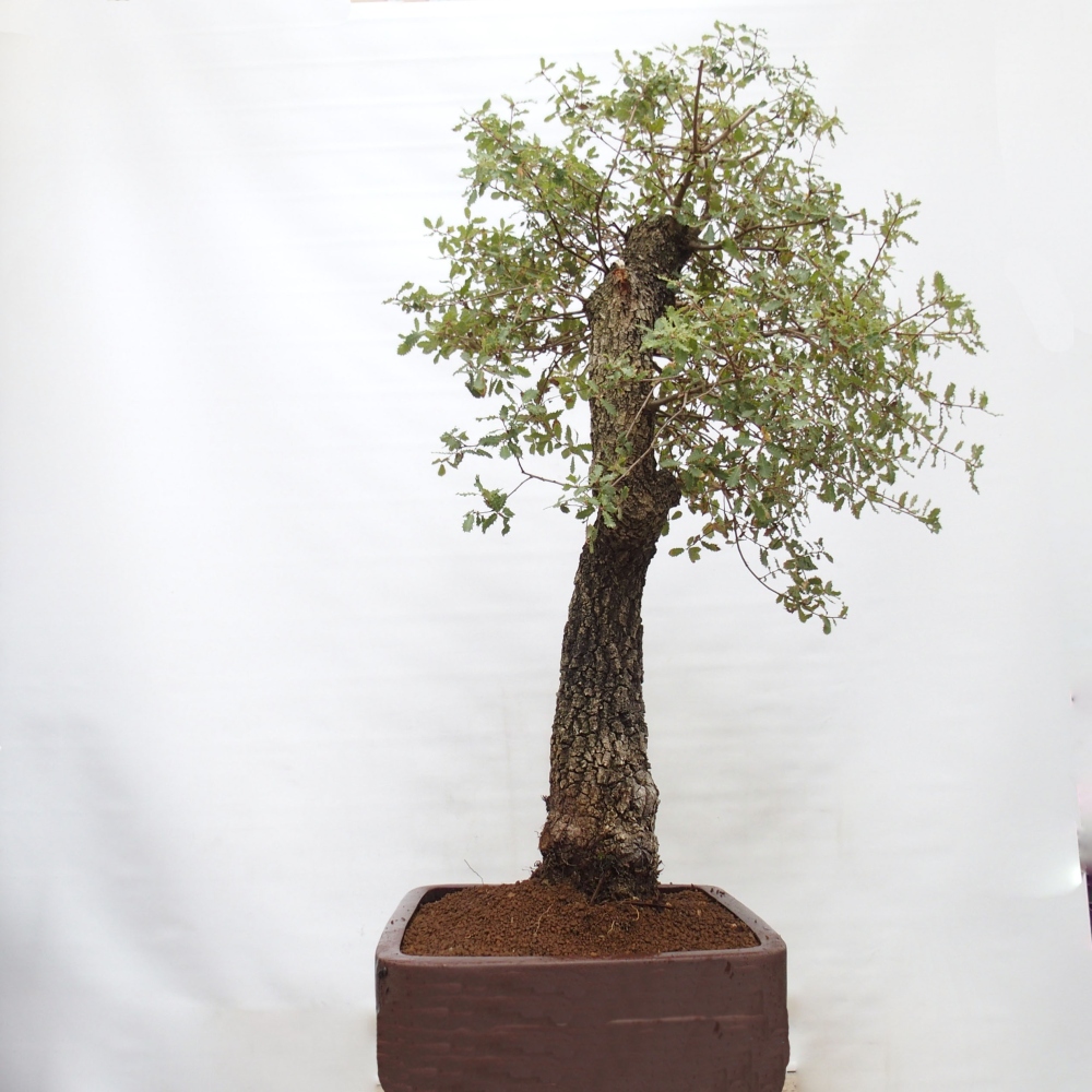 Yamadori - Quercus Ilex - Oak holly