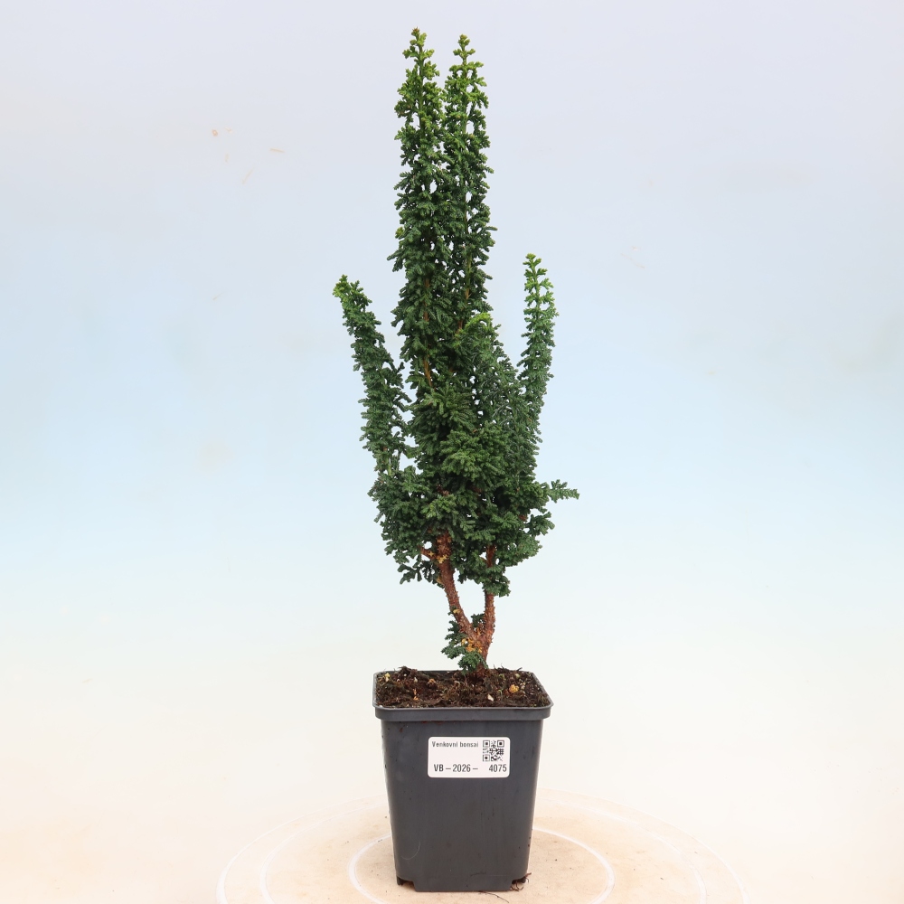 Outdoor bonsai - Cham. obtusa SEKKA HINOKI - Cypress