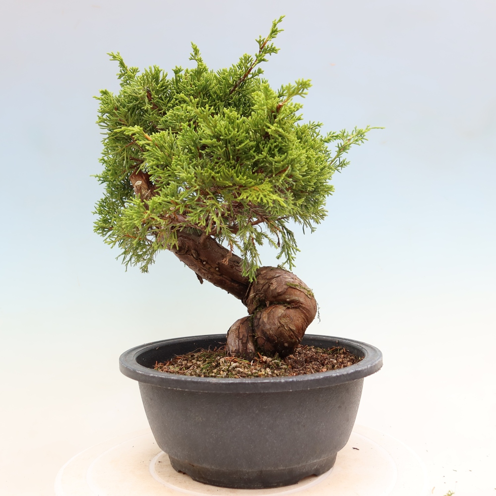 Outdoor Bonsai - Juniperus chinensis Itoigawa - Chinese Juniper
