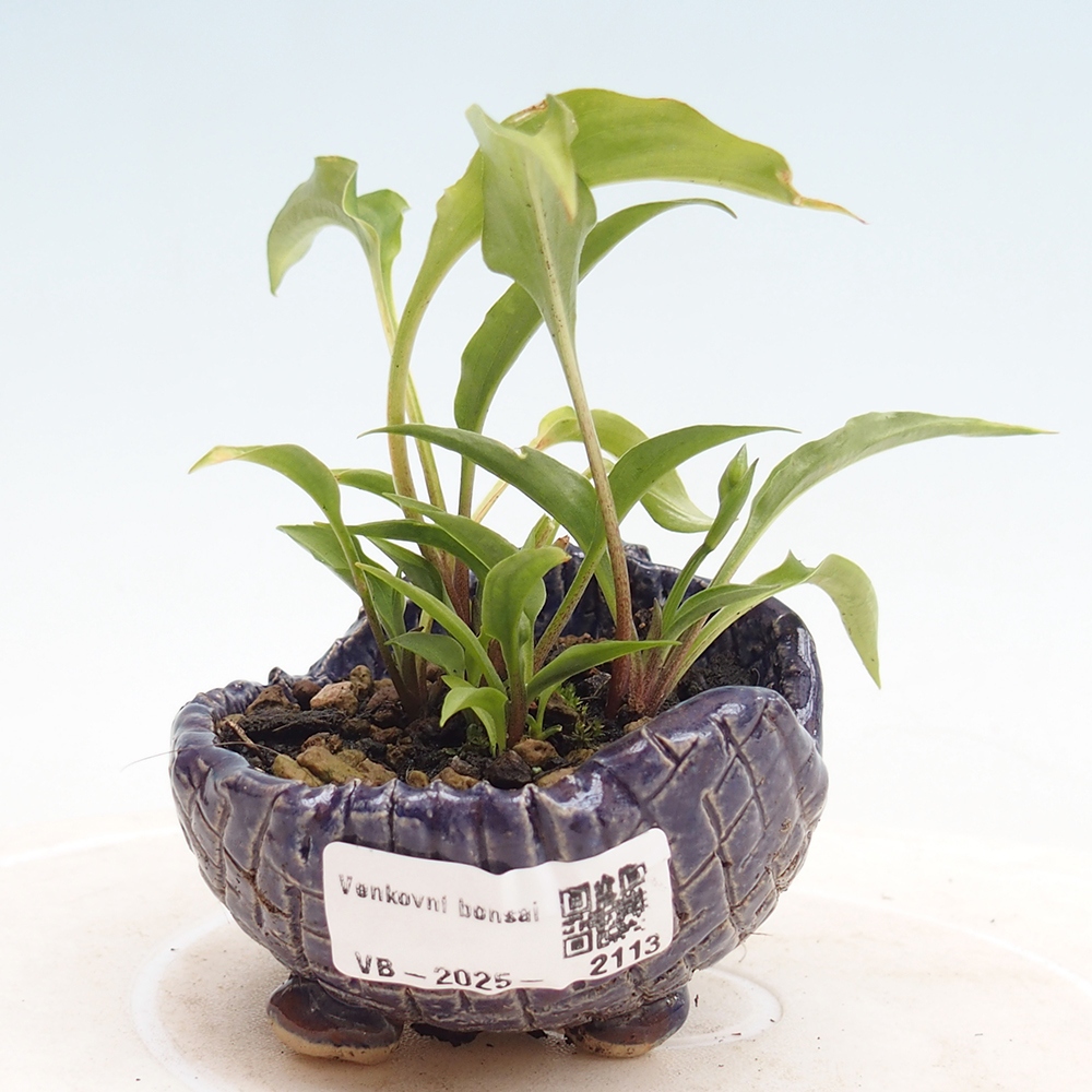 Outdoor bonsai - Mini Hosta - Goddess