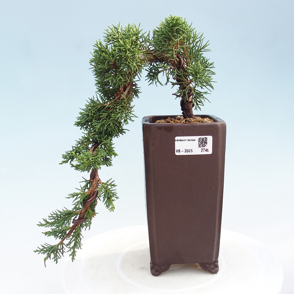 Outdoor bonsai - Juniperus chinensis Kishu - Chinese Juniper