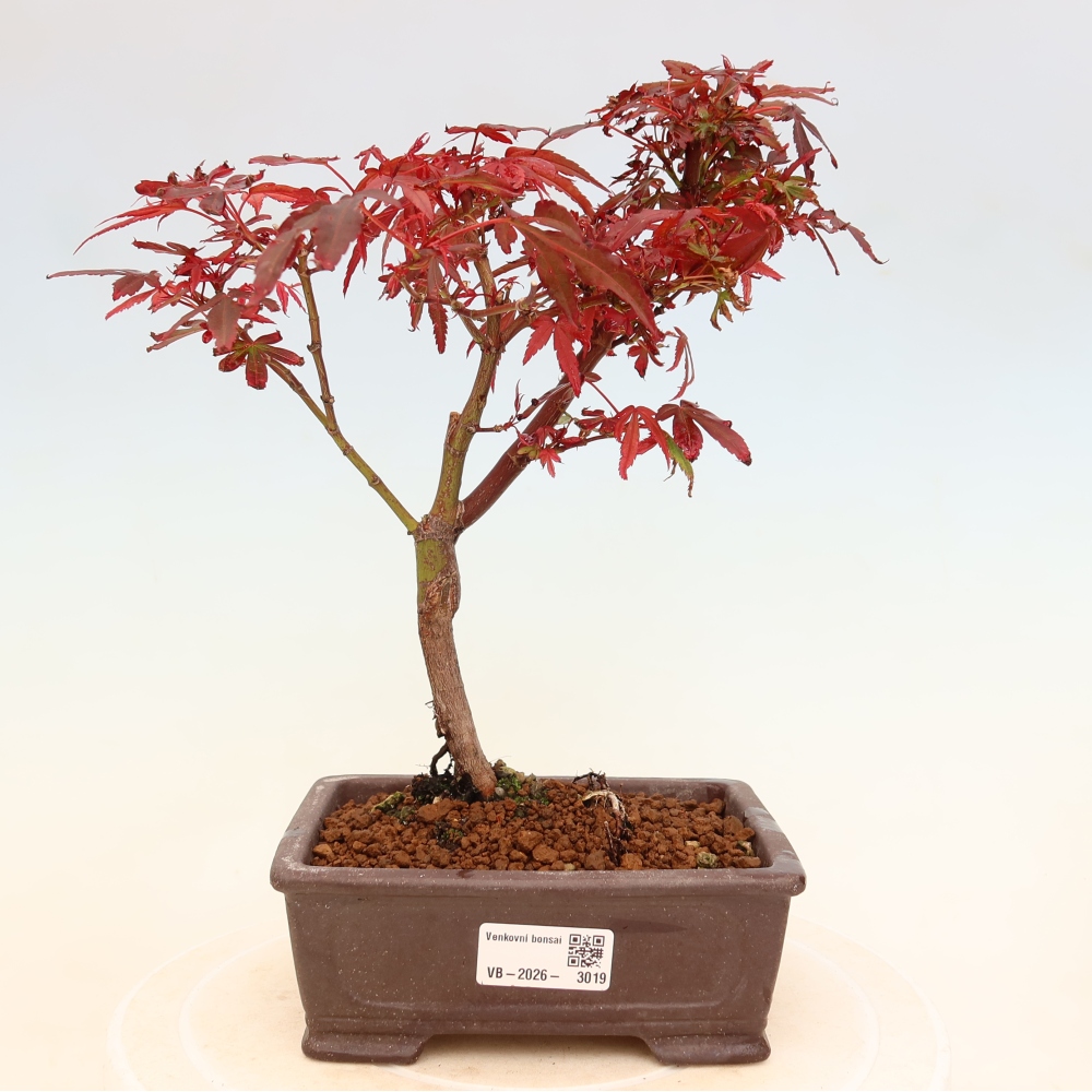 Outdoor Bonsai - Japanese Maple - Acer palmatum 'Berry Broom' 