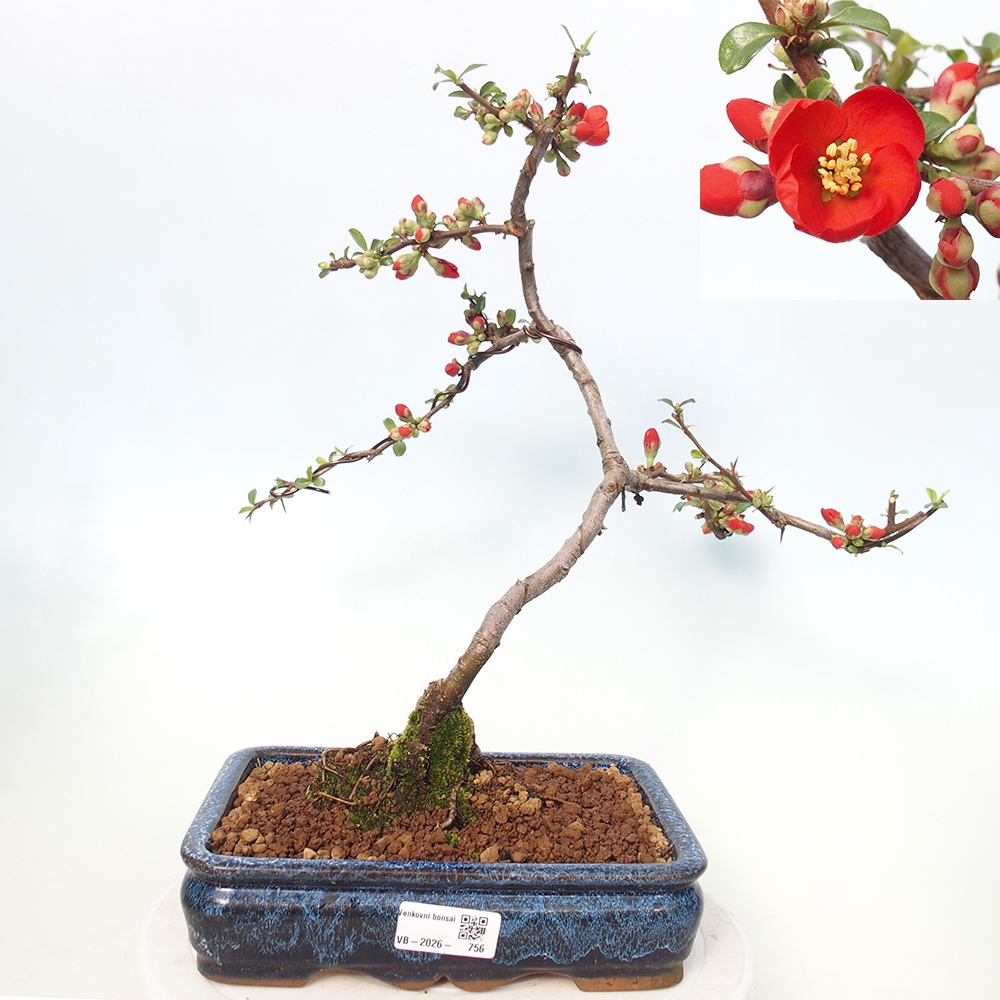 Outdoor bonsai - Chaneomeles sup. Nicoline - Quince