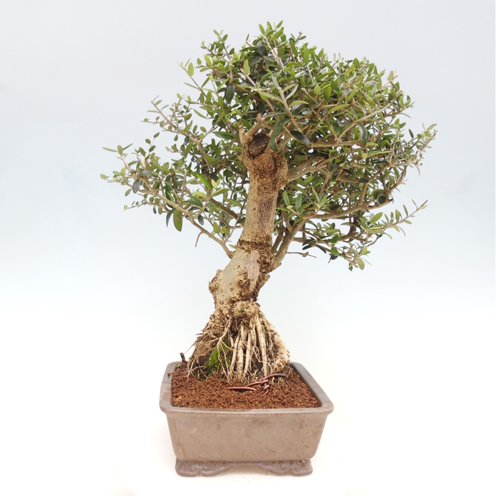 Indoor bonsai - Olea europaea sylvestris - European small-leaved olive oil