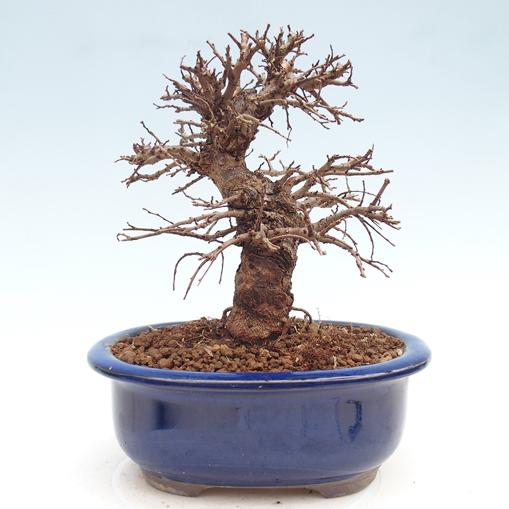 Outdoor bonsai - Zelkova - Zelkova NIRE