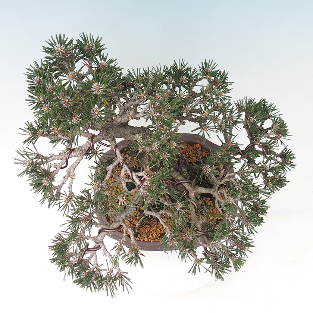 Outdoor bonsai - Pinus thunbergii Kotobuki - Thunberg pine