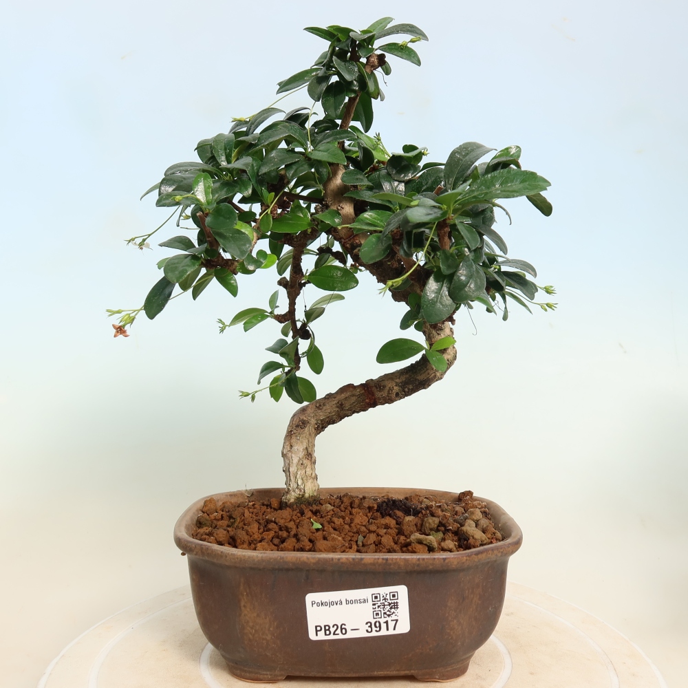 Room bonsai - Carmona macrophylla - Tea fuki