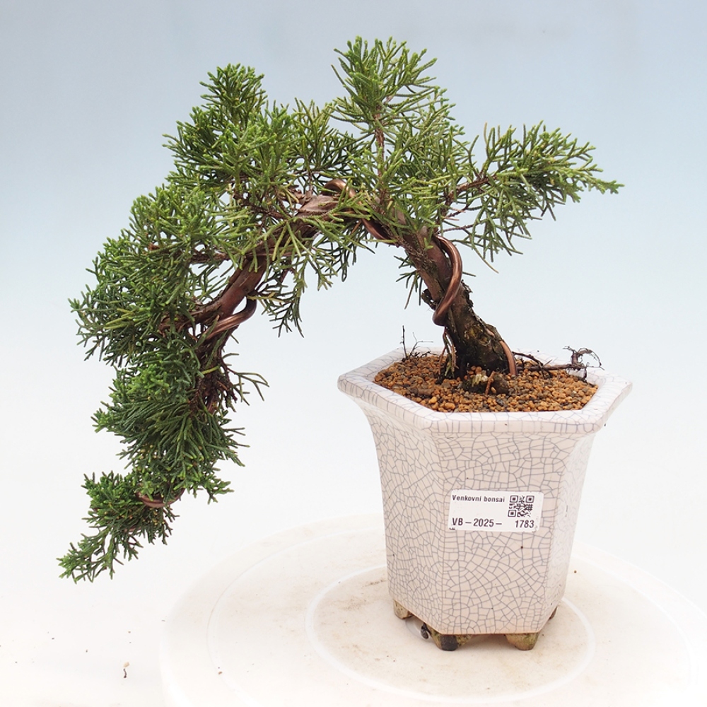 Outdoor bonsai - Juniperus chinensis Kishu - Chinese Juniper