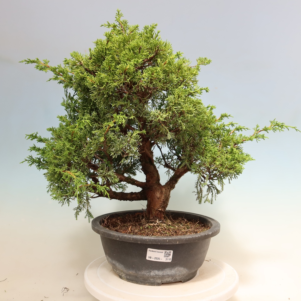 Outdoor Bonsai - Juniperus chinensis Itoigawa - Chinese Juniper