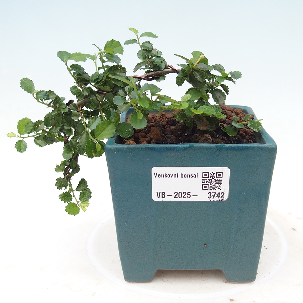 Indoor bonsai - Grewia sp. - Small-leaved Grewie