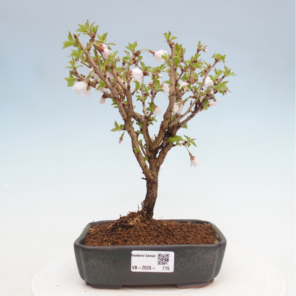 Outdoor bonsai - Prunus incisa Kojou-no mai-Plivon cut out