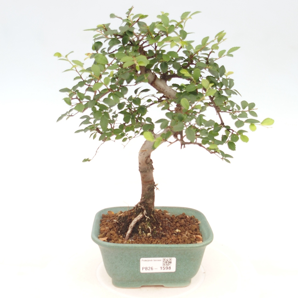 Room bonsai - Ulmus parvifolia - Small-leaved elm