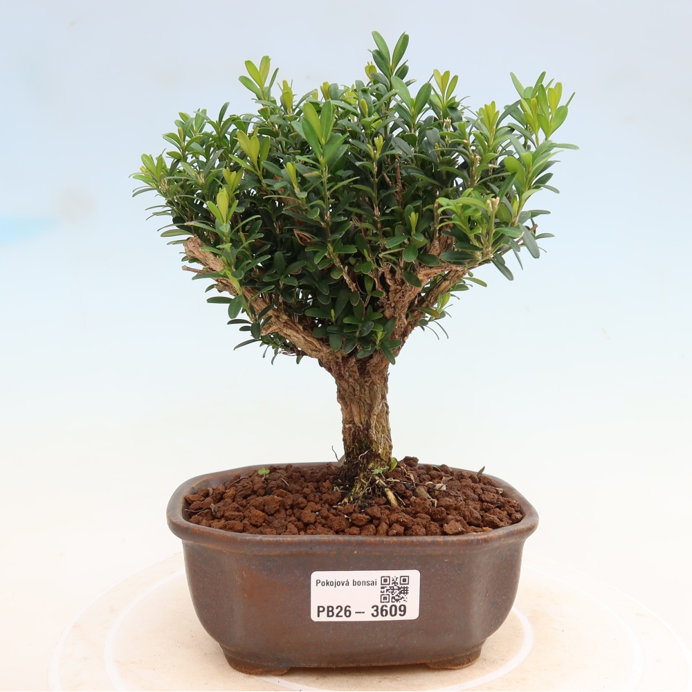 Room bonsai - Buxus harlandii - cork buxus