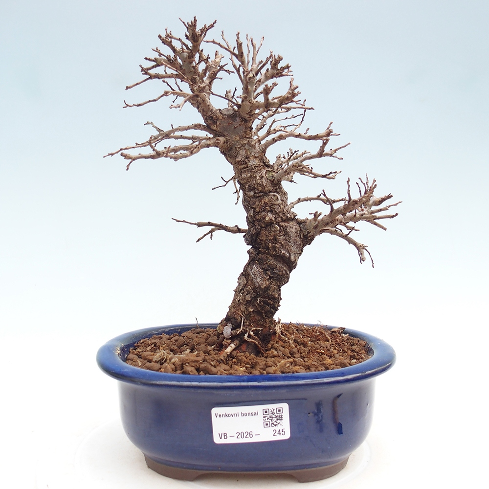 Outdoor bonsai - Zelkova - Zelkova NIRE
