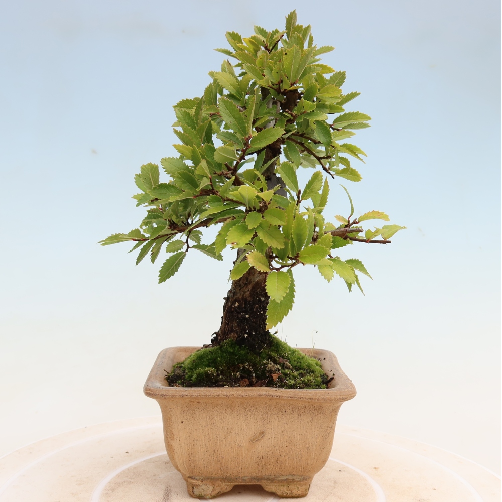 Outdoor bonsai - Zelkova - Zelkova NIRE