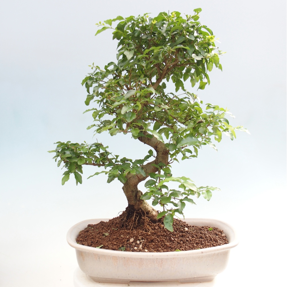 Room bonsai -Ligustrum chinensis - Birds Beak