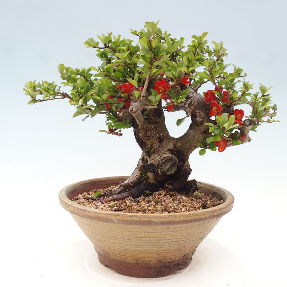 Outdoor bonsai - Chaneomeles speciosa - Quince