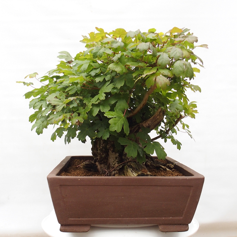 Outdoor bonsai - Baby maple - Acer campestre