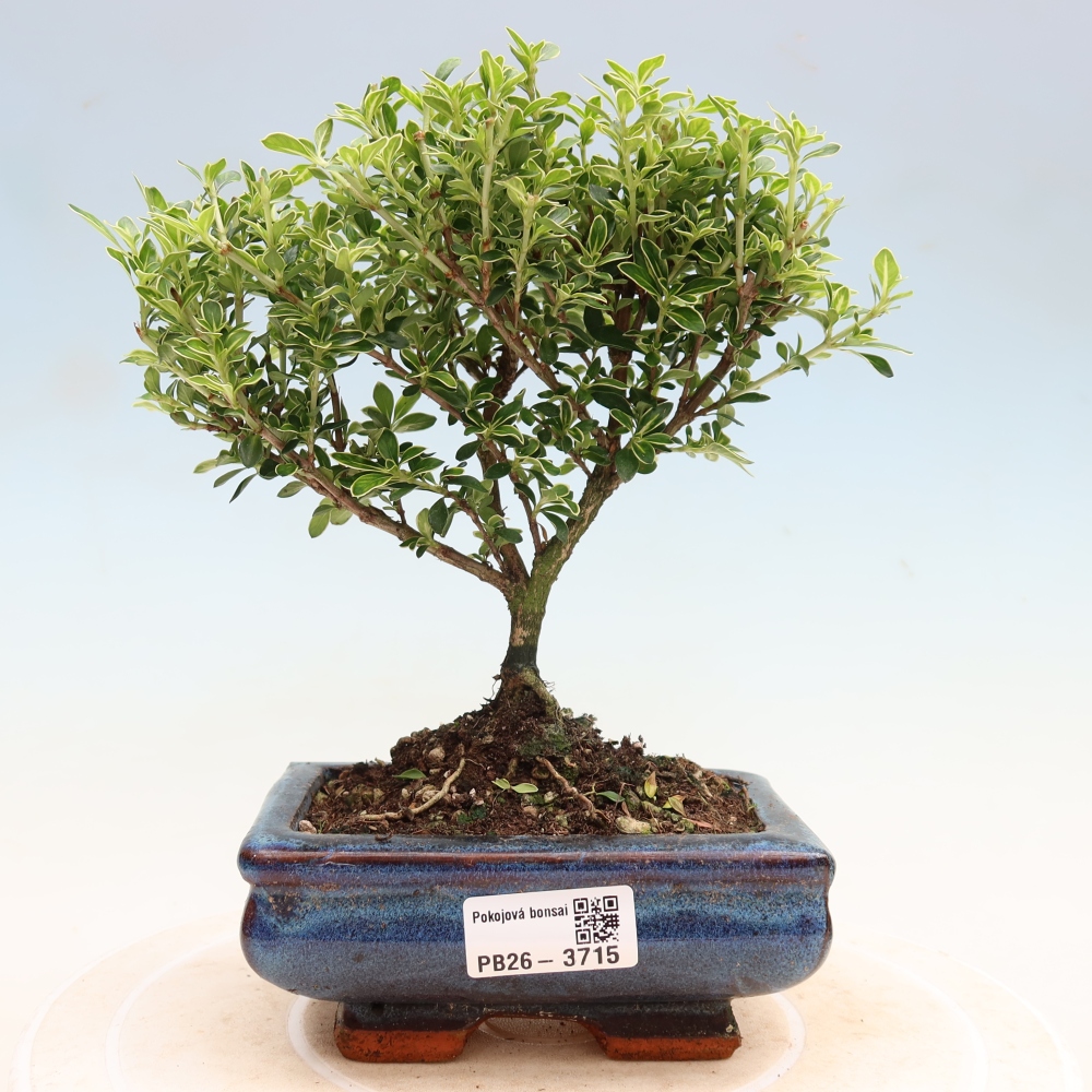 Indoor Bonsai - Serissa foetida Variegata - Tree of a Thousand Stars