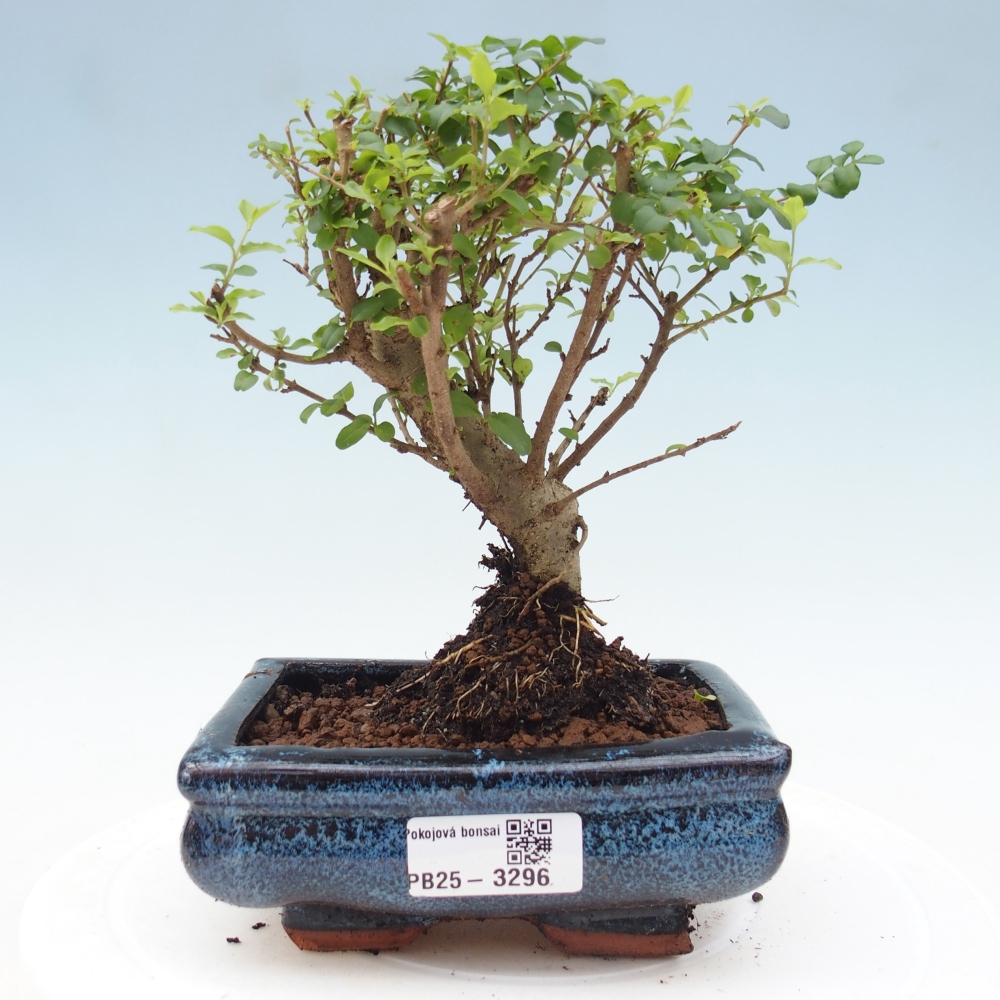 Room bonsai -Ligustrum chinensis - Birds Beak