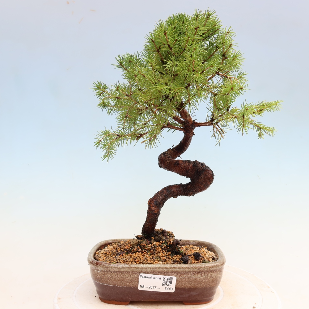 Outdoor Bonsai - Blue Spruce - Picea glauca 'Globe'