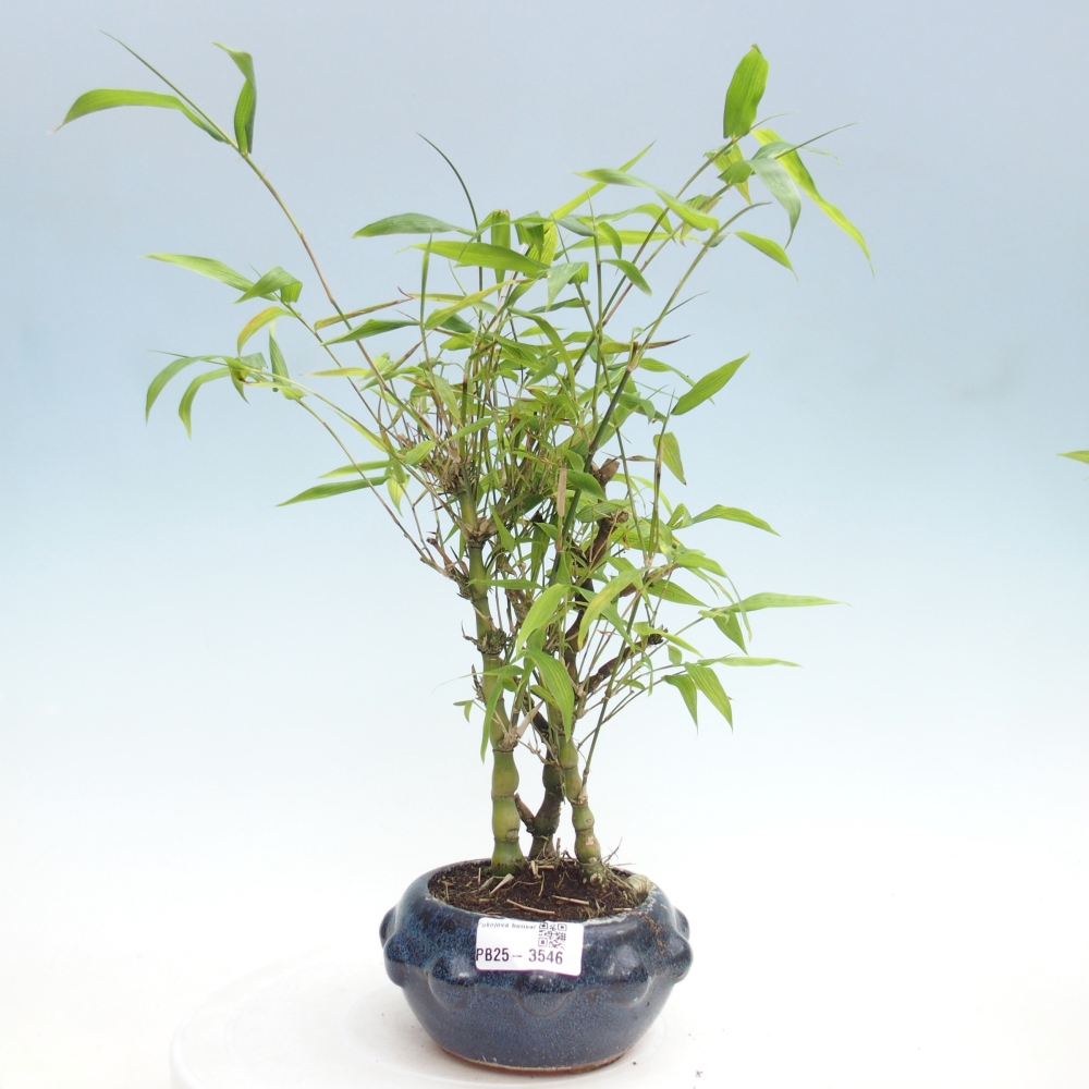 Room bonsai - Bamboo budha-Bamboo budha belly