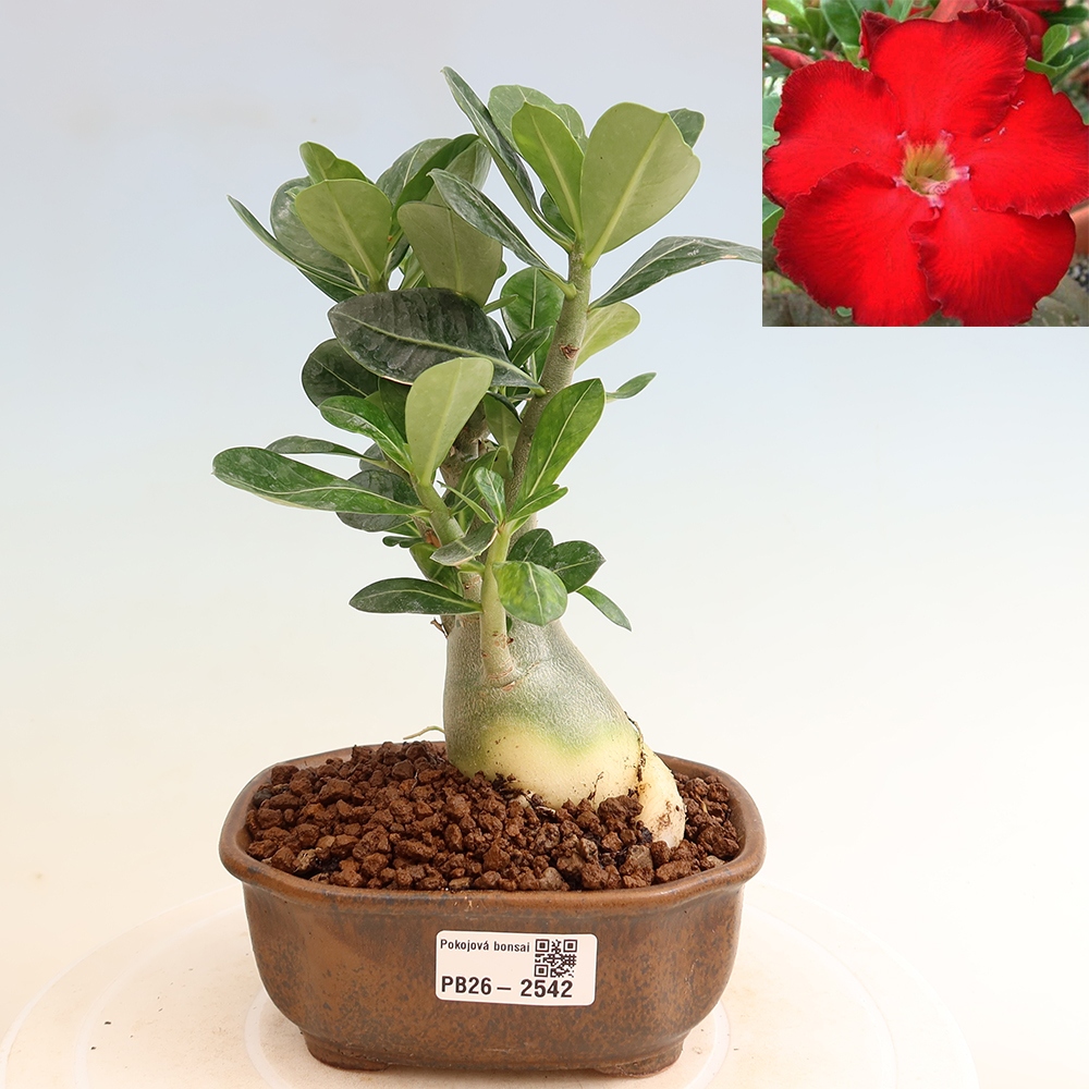 Indoor Bonsai - Adenium obesum Red Star - Desert Rose