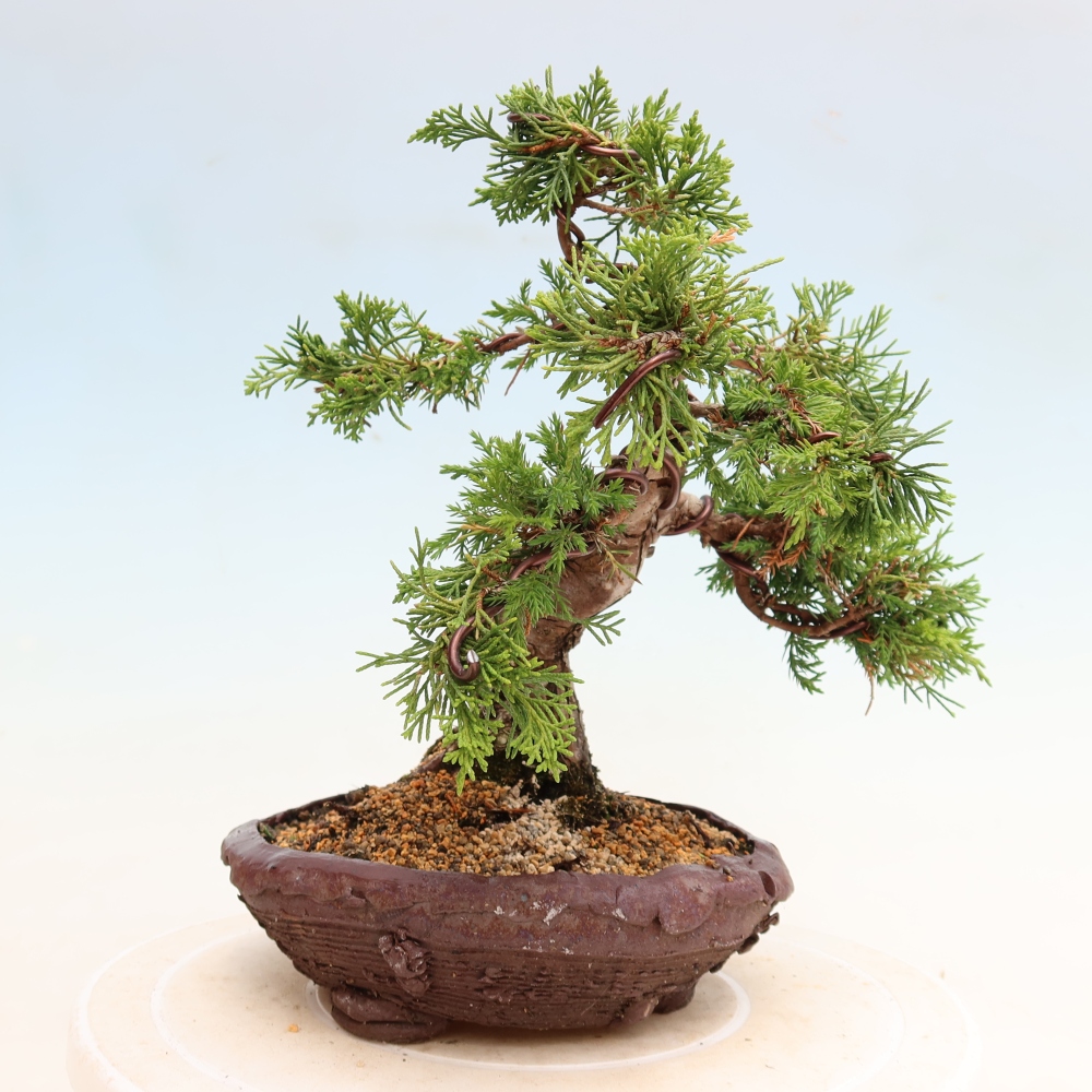 Outdoor Bonsai - Juniperus chinensis Itoigawa - Chinese Juniper