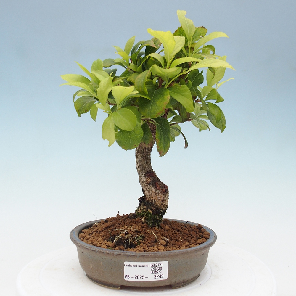 Outdoor bonsai - Celastrus Jesenec