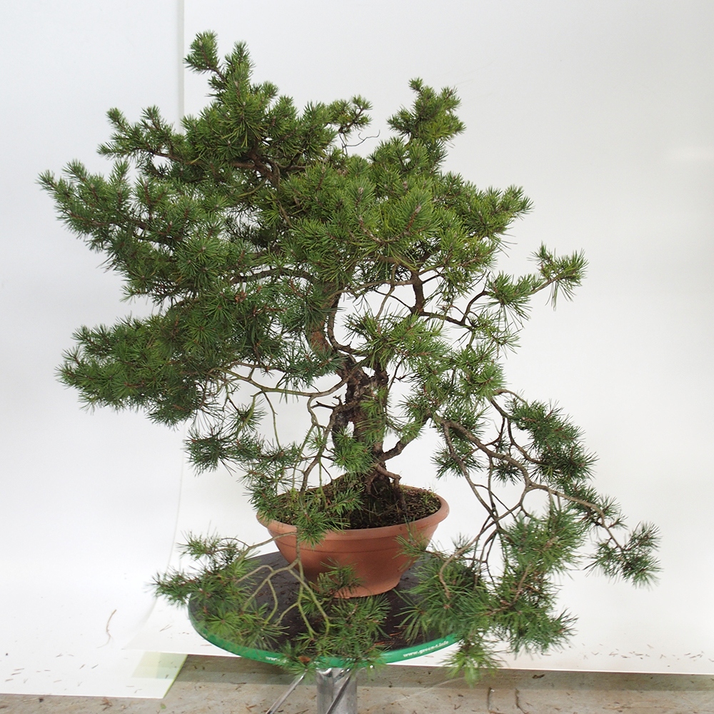 Yamadori - Pinus sylvestris Spain