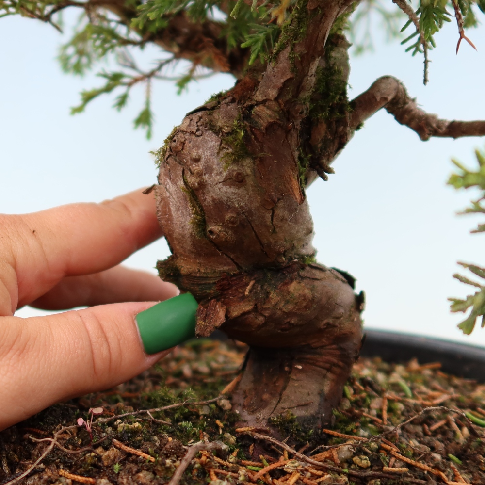 Outdoor Bonsai - Juniperus chinensis Itoigawa - Chinese Juniper