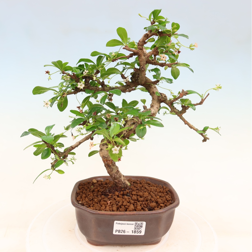 Room bonsai - Carmona macrophylla - Tea fuki