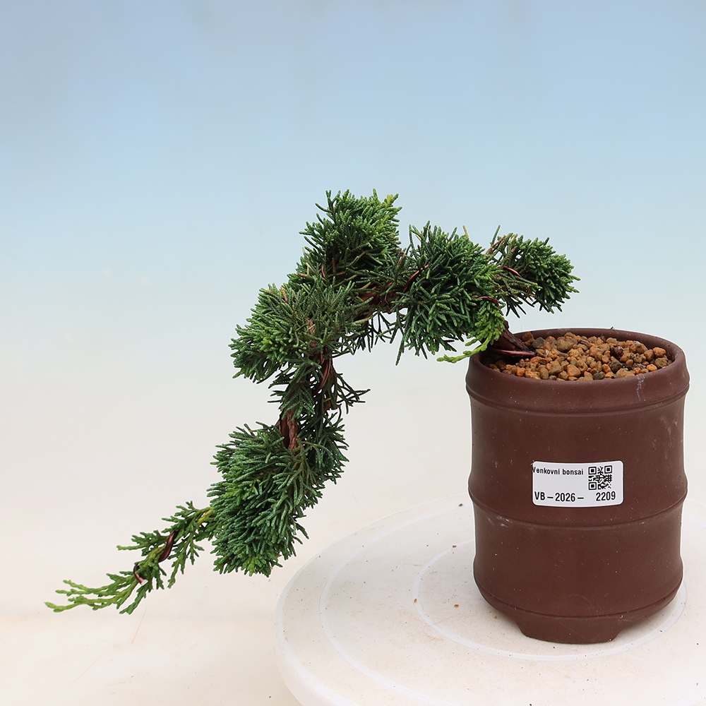 Outdoor bonsai - Juniperus chinensis Kishu