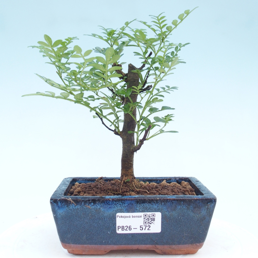 Room bonsai - Zantoxylum piperitum - pepper tree