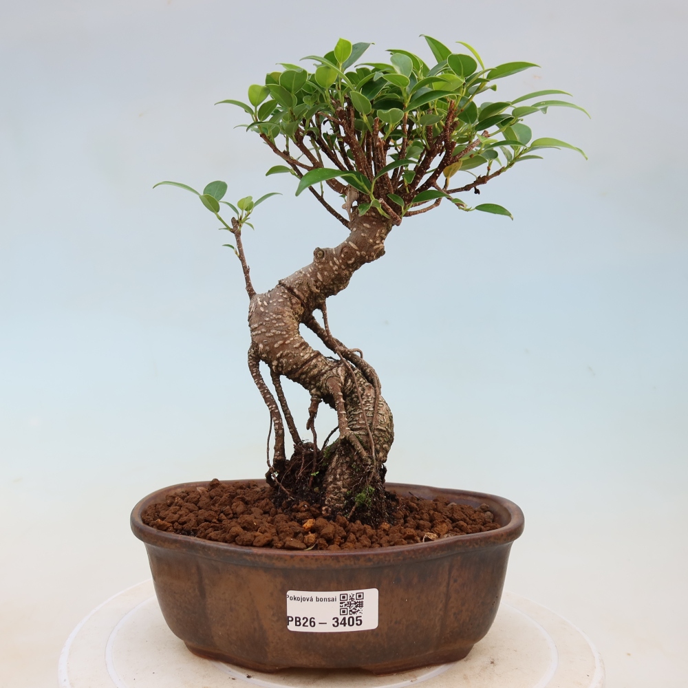 Room bonsai - Ficus kimmen - small-leaved ficus
