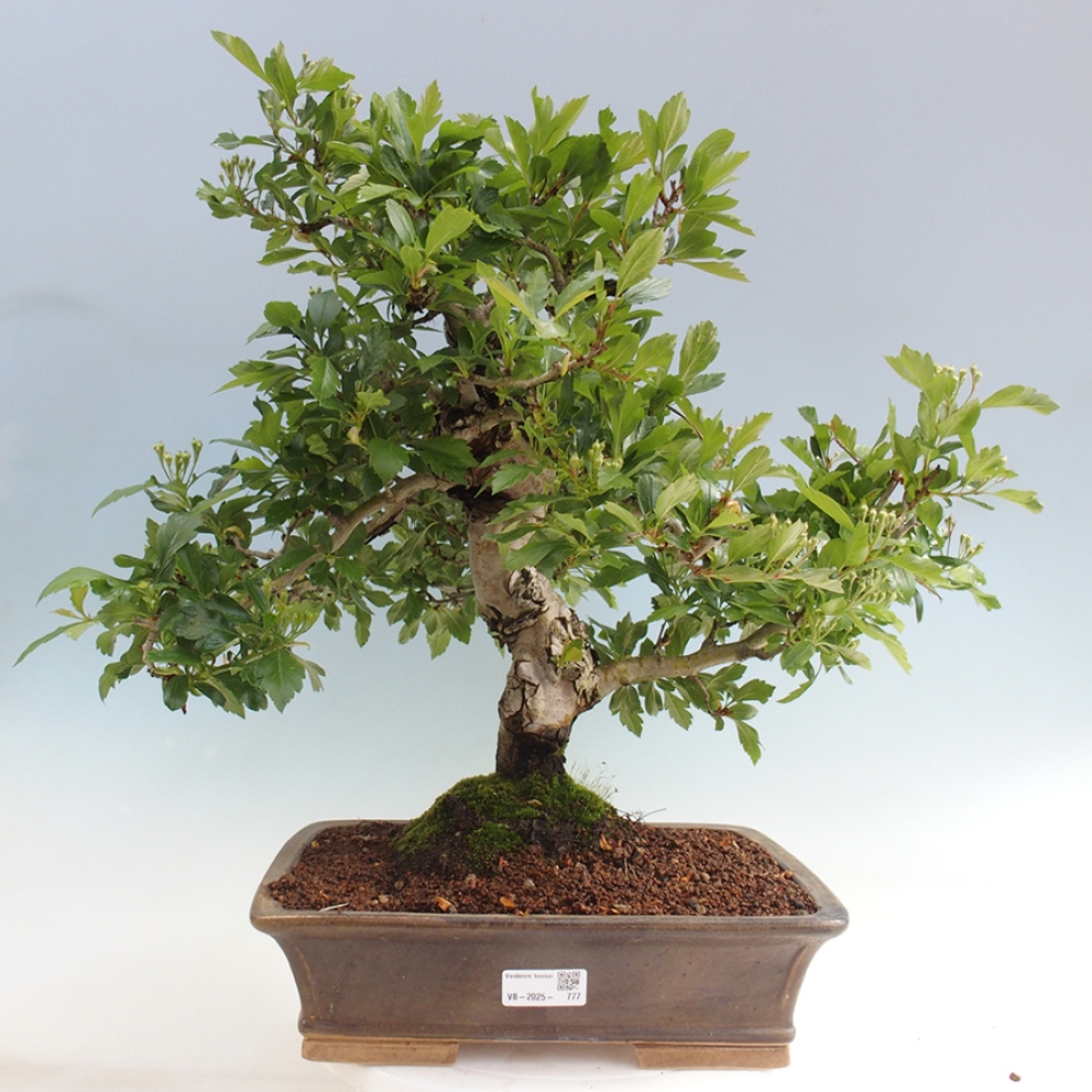 Outdoor bonsai - Hawthorn - Crataegus cuneata