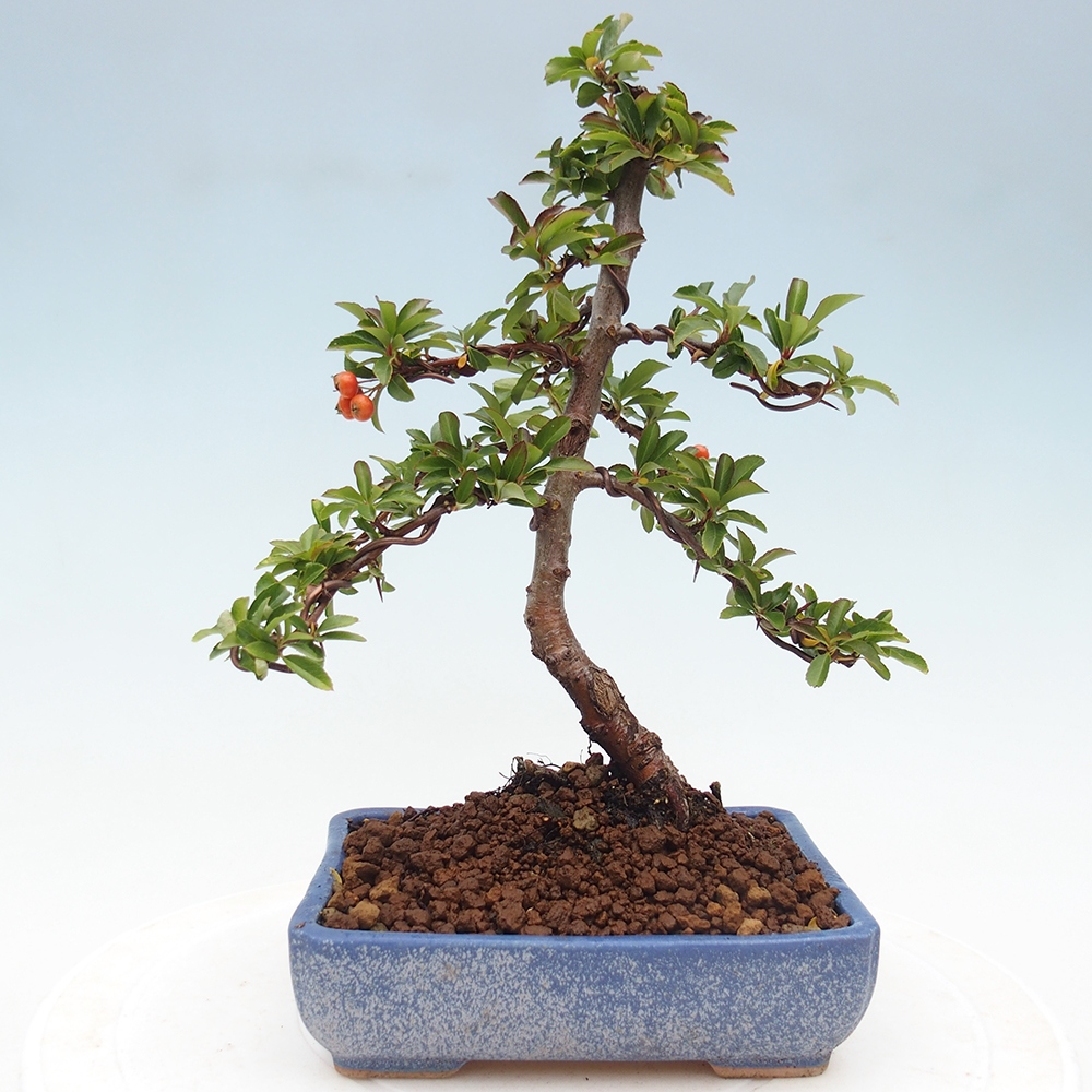 Outdoor bonsai-Pyracantha Teton -Hlox