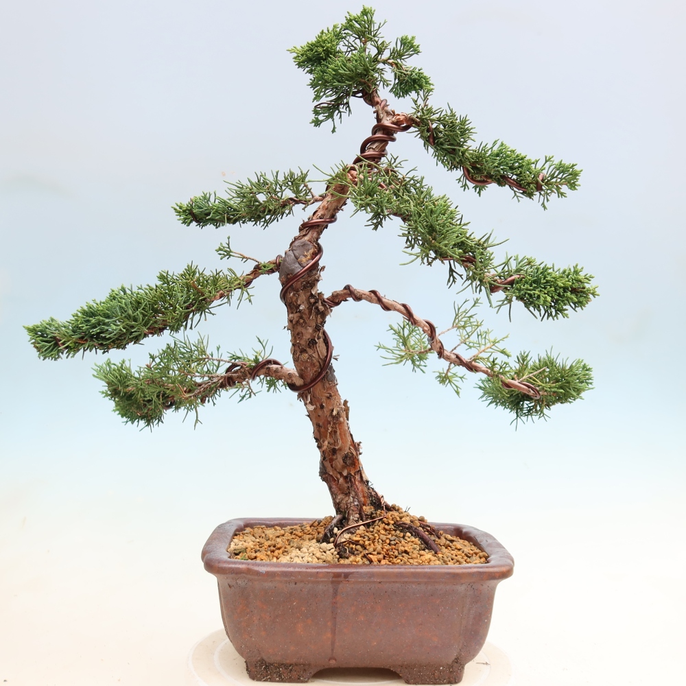 Outdoor bonsai - Juniperus chinensis Kishu