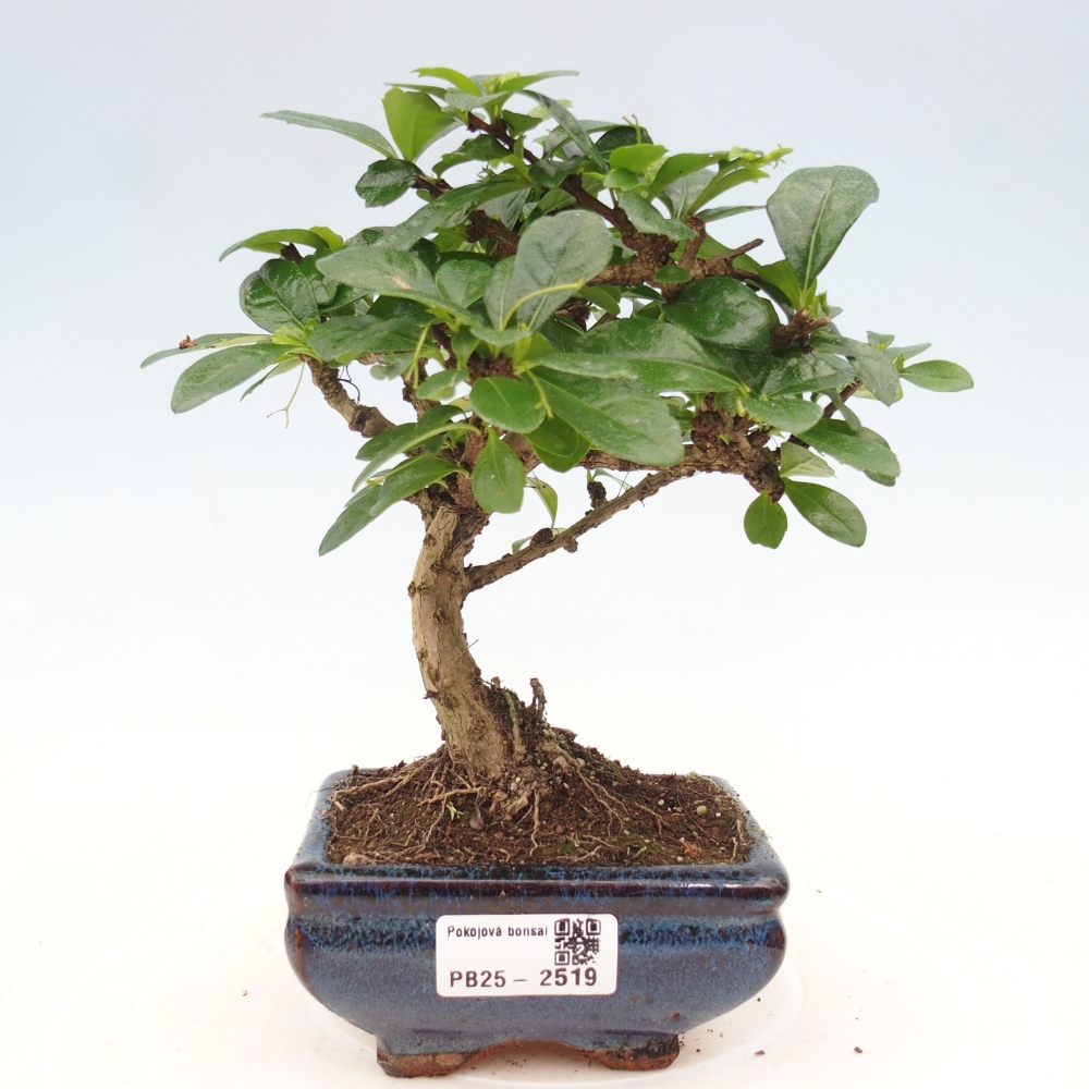 Indoor bonsai - Carmona macrophylla - Fuki tea