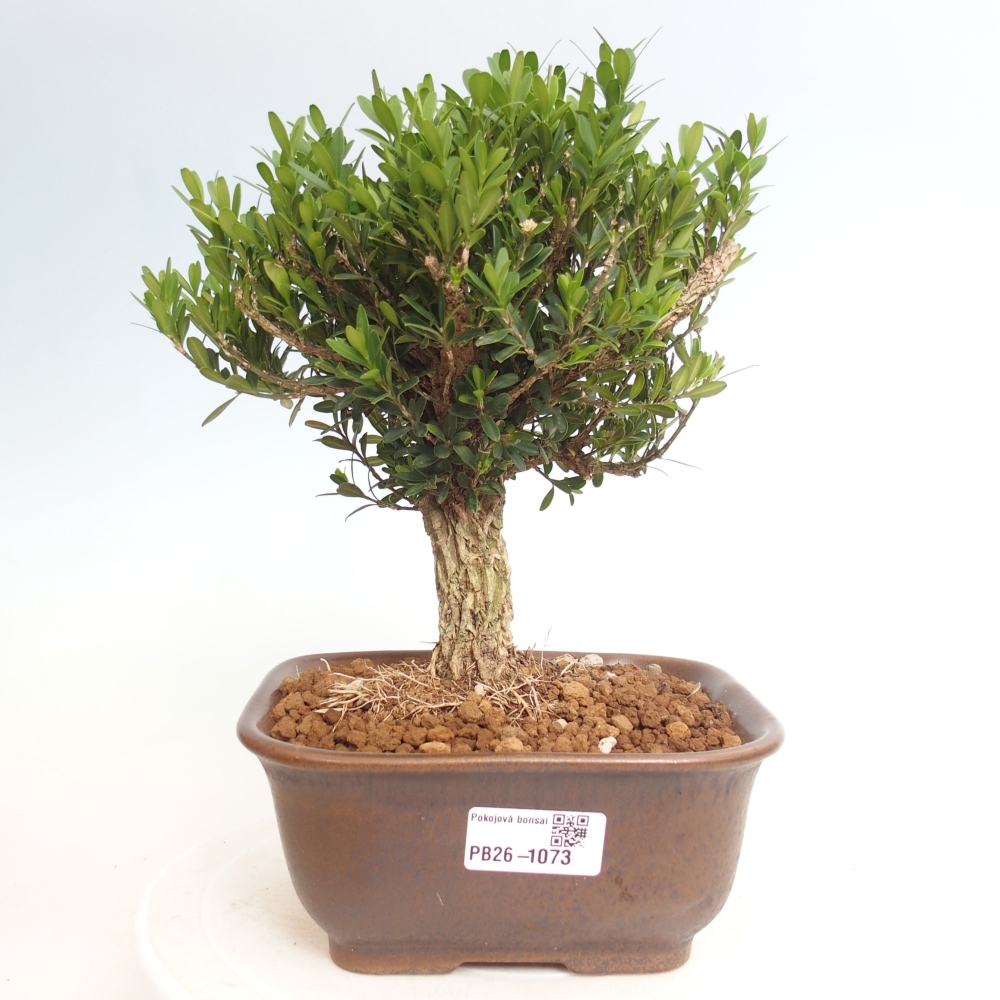 Room bonsai - Buxus harlandii - cork buxus