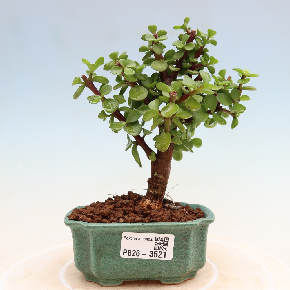 Room bonsai - Portulakaria Afra - Tlustice