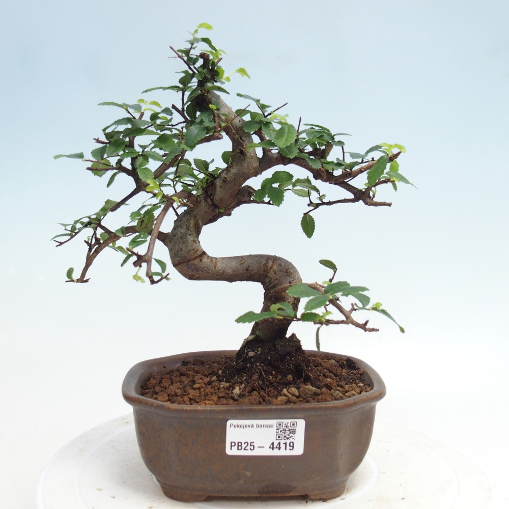 Room bonsai - Ulmus parvifolia - Small-leaved elm